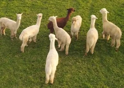 Herd of llamas and alpacas grazing in a field