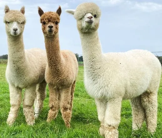 Three alpacas standing together in a pasture