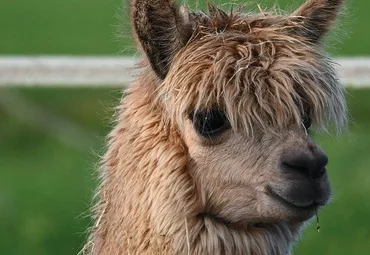 Close-up portrait showing the thick fleece of an alpaca